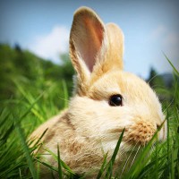 /album/guesssacg/photolia-a03-jpg/